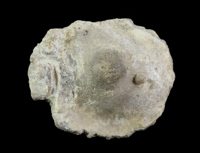 Fossil Pearl - Smoky Hill Chalk, Kansas #64148